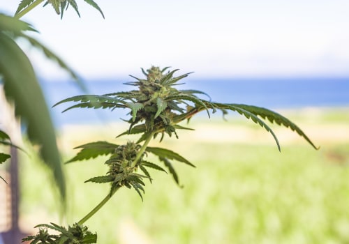 Understanding PTSD and Drug Rehab in California